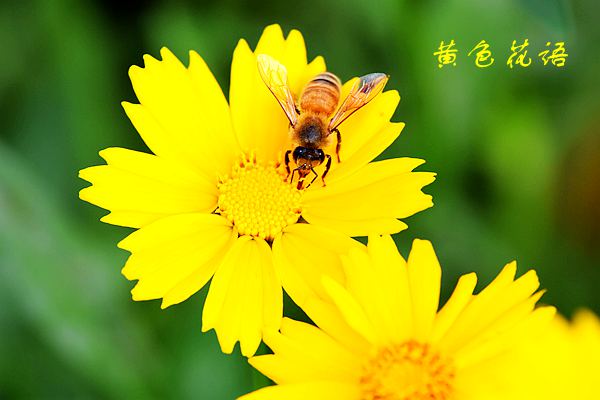 黄色花语