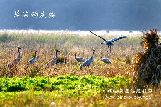 去草海拍黑颈鹤