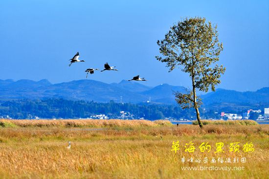 去草海拍黑颈鹤