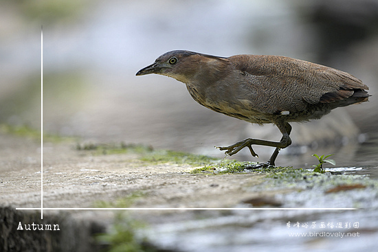 黑冠鳽Malaysian Night-heron