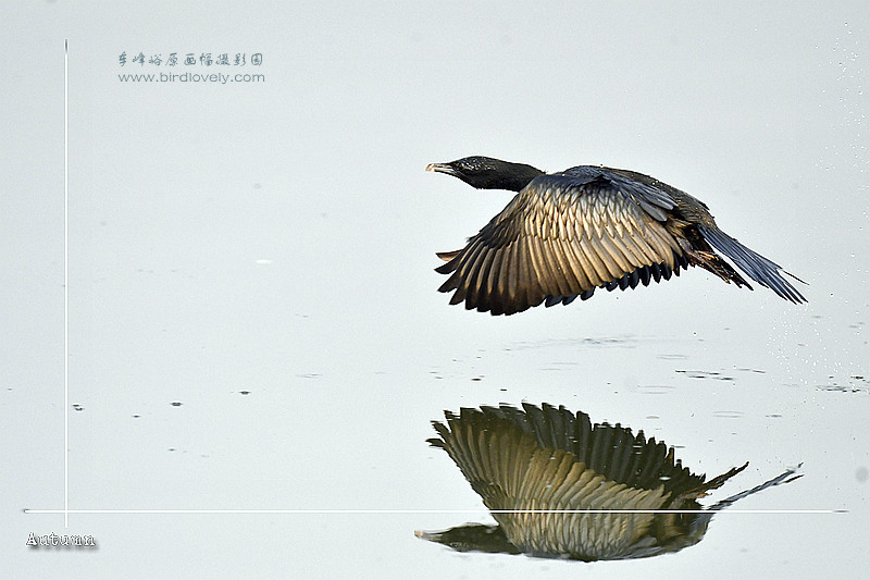 黑颈鸬鹚 LITTLE CORMORANT