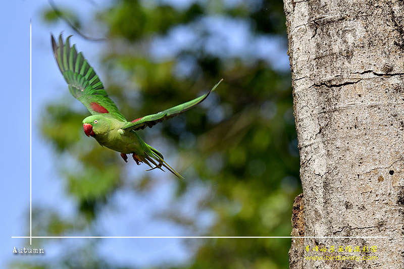 亚历山大鹦鹉 Alexandrine Parakeet
