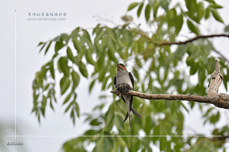 凤头树燕 CRESTED TREESWIFT