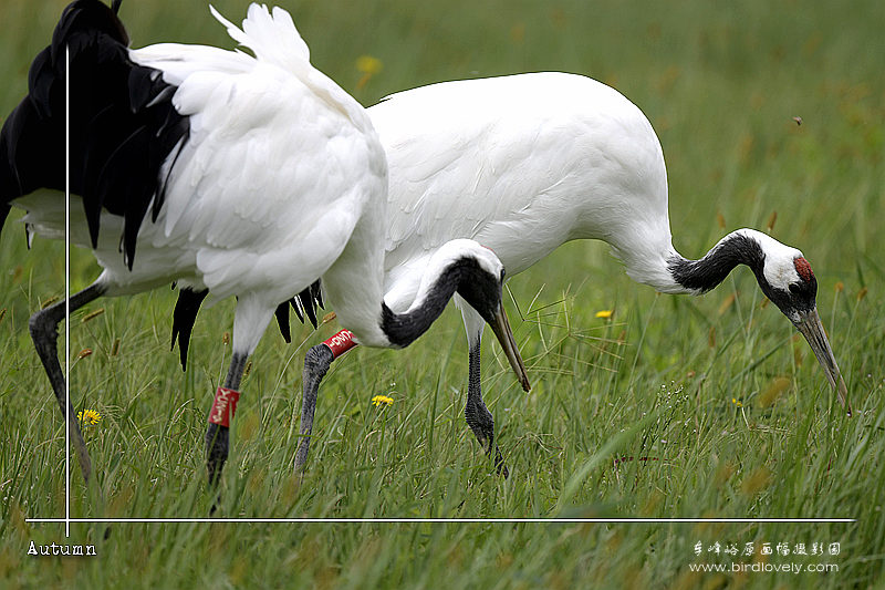 丹顶鹤 RED-CROWNED CRANE