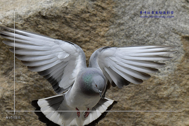 岩鸽 HILL PIGEON