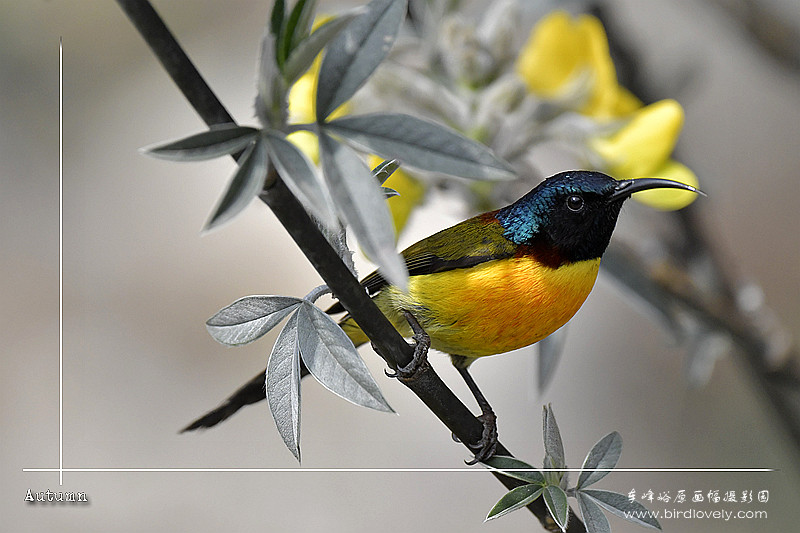 蓝喉太阳鸟 MRS GOULD'S SUNBIRD